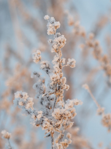 山艾树在冬天