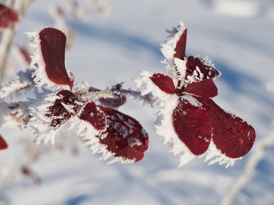 在雪地里的小檗枝条