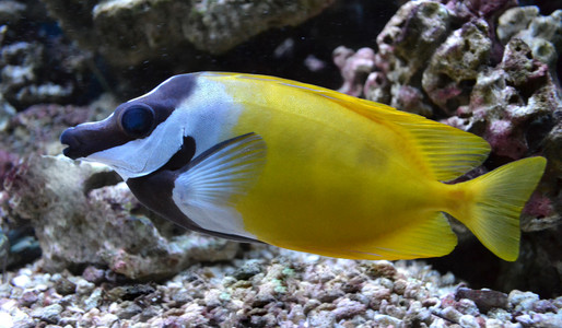 水族馆海水鱼苏氏，鱼狐狸