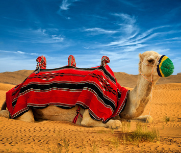 旅游骆驼