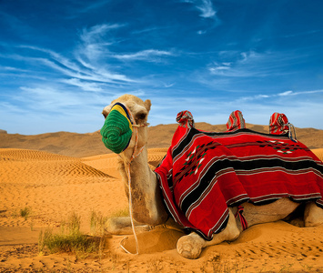 旅游骆驼