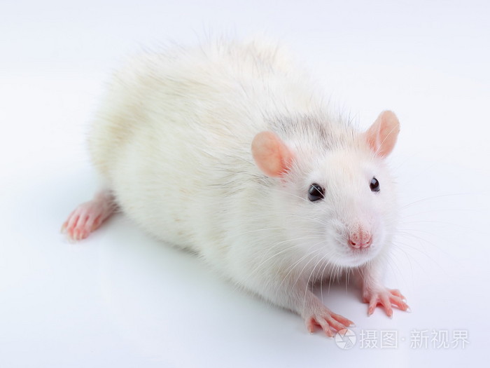 白老鼠