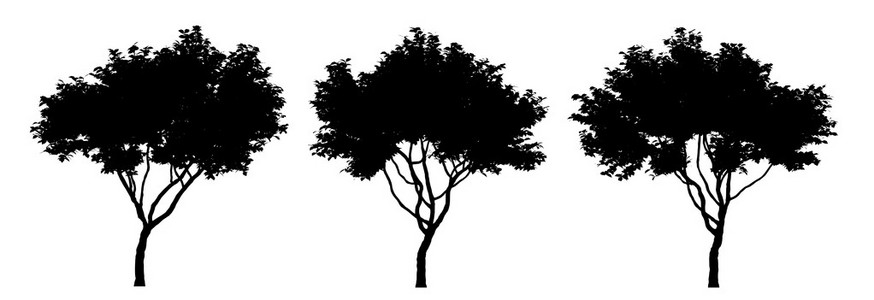 树木剪影图孤立在白色