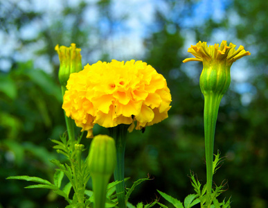 花藏红花黄色