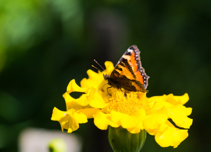 一朵黄色的花上的蝴蝶