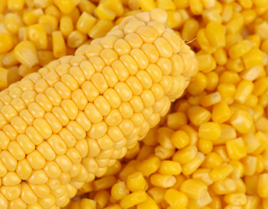 玉米芯上的玉米籽粒大容量图片