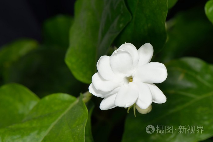 阿拉伯茉莉花