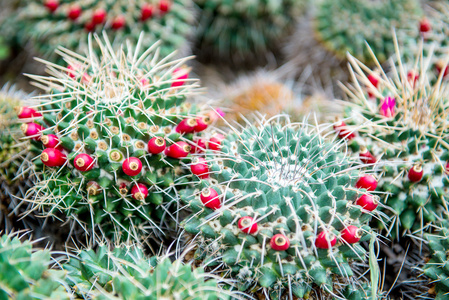 mammillaria magnimamma 仙人掌