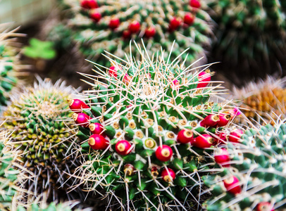 mammillaria magnimamma 仙人掌