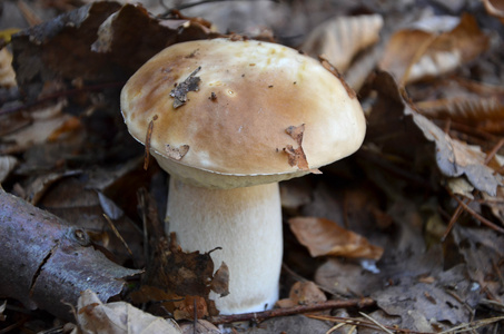 非常美味的蘑菇宏观摄影牛肝菌网