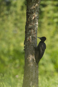 黑啄木鸟金币 dryocopus 马休法国