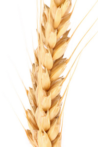 耳朵的小麦。宏