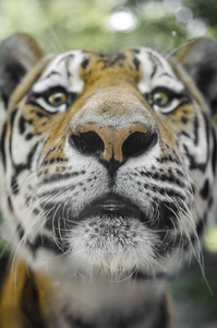关闭美丽老虎的肖像