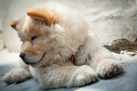 可爱的小狗松狮犬