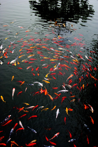 南京金陵颜色锦鲤池