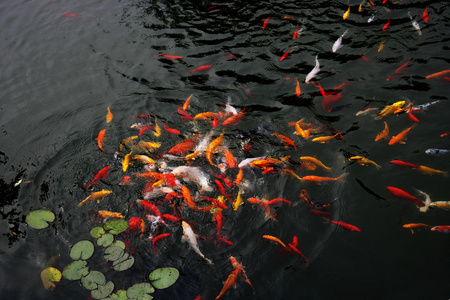 南京金陵颜色锦鲤池