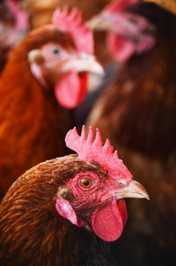 在传统的自由范围家禽农场的鸡只