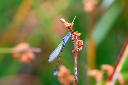 大日本的翡翠豆娘 Lestes 颞肌