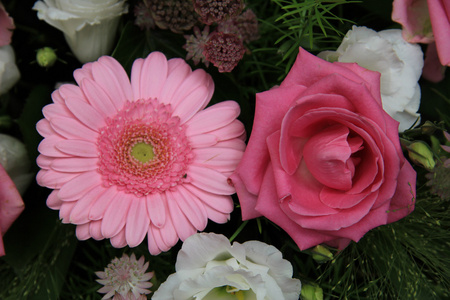 扶郎和玫瑰，粉色的新娘花