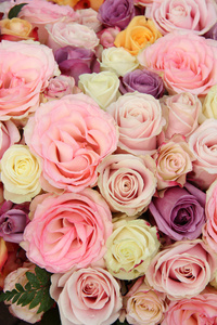 婚礼玫瑰在柔和的颜色