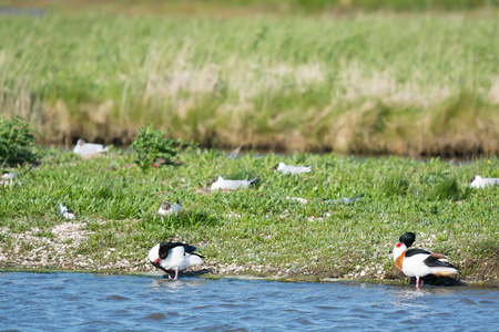 常见的 shelducks 和户主黑海鸥