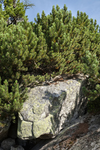 石头和年轻的松树，山坡上的高塔特拉