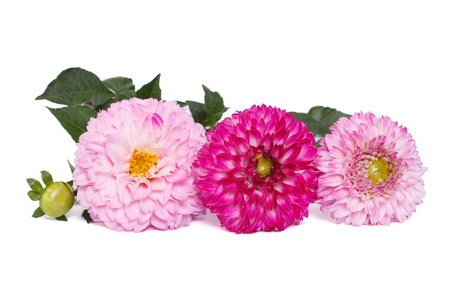 三种色调的孤立在白色背景上的粉红色的花大丽花