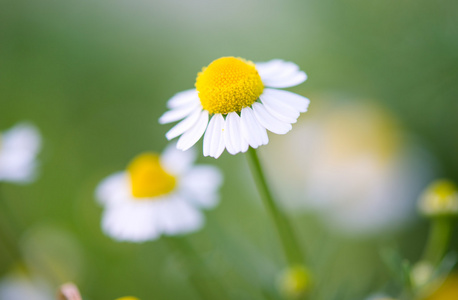 医疗雏菊