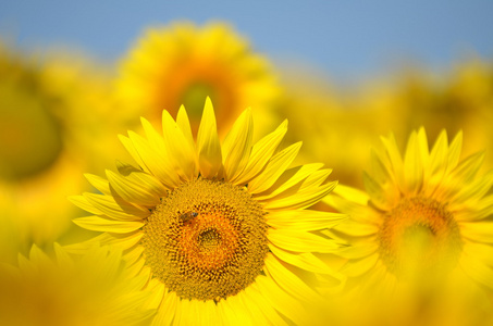 托斯卡纳，意大利的美丽 sunflowers