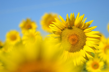 托斯卡纳，意大利的美丽 sunflowers