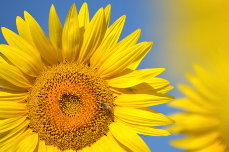托斯卡纳，意大利的美丽 sunflowers