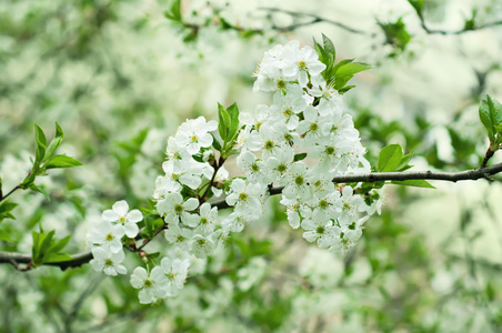 樱桃花