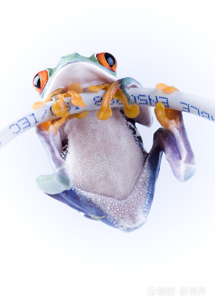 青蛙在有线互联网