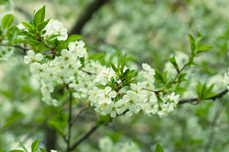 樱桃花