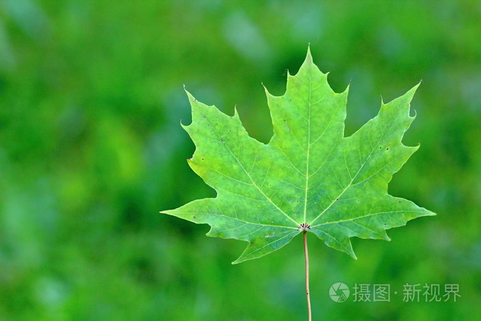 加拿大枫叶金币绿色
