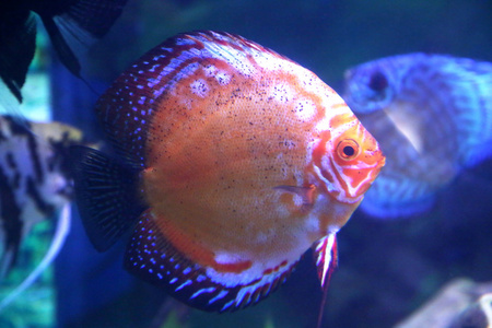 七彩鱼在水族馆