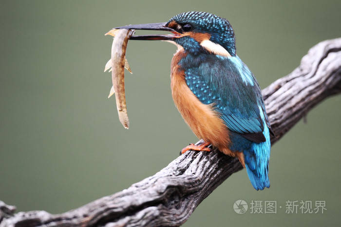 翠鸟翠鸟