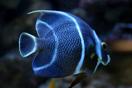 七彩鱼在水族馆