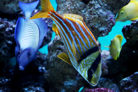 七彩鱼在水族馆