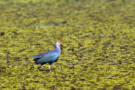 紫色 moorhen