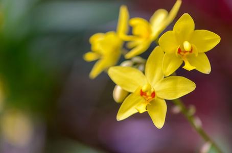 斯里兰卡。英国皇家植物园。不同类型的兰花