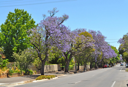 小郊区街头满是盛开的蓝花和绿树。阿德莱德澳大利亚