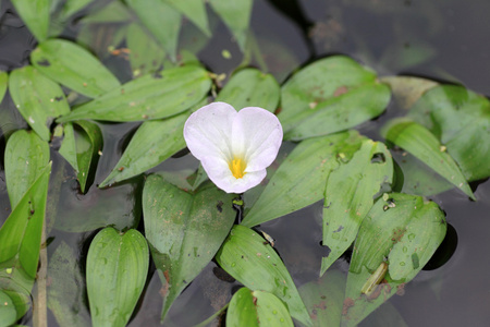 在日本 ottelia alismoides 或 ottelia 粳稻