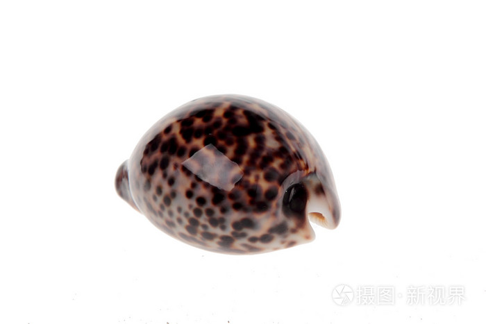海虎贝壳