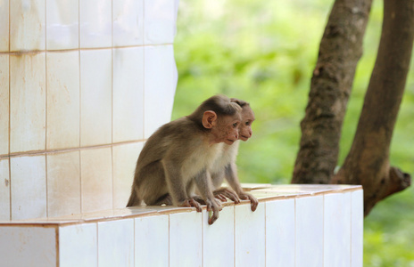 两个年轻印度恒河猴 猕猴 玩