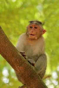 印度恒河 monkeymacaque 还呼吁 tr 的猕猴