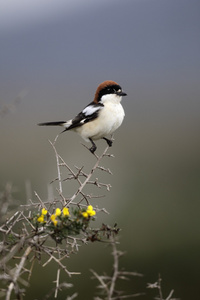 woodchat 伯劳鸟，地区棕参议员