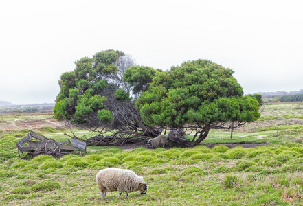 在绿色的原野中放牧绵羊