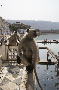 印度猴子看看朝圣者采取洗个澡