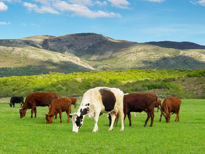绿色草原和牛